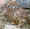 Little Owl, Athene noctua. A young bird recently left the nest. Chick stands on stones