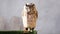 Little Owl captive in Spain. Owl on a chain at daylight in an ambulant Zoo. A prisoner little owl is a toy for people. Owl close-