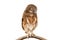 Little owl caught on a branch on isolated white background. The lucky owl for the new year. Burrowing owl. The large yellow owl ey