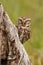 Little owl hiding behind a trunk