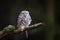 Little owl with hunted down mouse