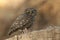 The little owl, nocturnal birds of prey, Athene noctua, perched on a branch with a mouse recently hunted