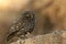 The little owl, nocturnal birds of prey, Athene noctua, perched on a branch with a mouse recently hunted