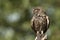 The little owl, nocturnal raptors, Athene noctua