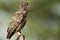 The little owl, nocturnal raptors, Athene noctua, perched on a log where the mouse hunts and small insects