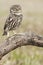 The little owl, nocturnal raptors, Athene noctua, perched on a log where the mouse hunts and small insects