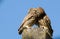 Little owl, owlet, Athene noctua. Mom combing feathers to your child