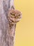 Little Owl peeking from tree cavity