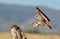 Little owl with a prey