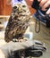 A little owl during the prey free-flight show in the Eifelpark, Germany