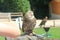 A little owl during the prey free-flight show in the Eifelpark, Germany