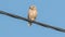 Little owl sits on a thick power wire