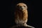 Little owl sleeping and caught on a branch tree on isolated black background. The lucky owl for the new year. Burrowing owl.