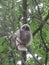Little owl on the tree