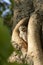 Little Owl in tree stump hole