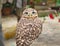 The little owl turns its head 180 degrees on its back, Japanese owl`s cafe in Tokyo