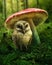 Little owl under mushroom