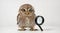 Little Owl wearing magnifying glass