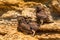 Little owls or Athene noctua on rock