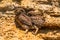 Little owls or Athene noctua on rock