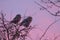 Little Owls in Tree at Sunset