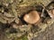 Little oyster mushroom