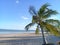 Little palm tree on the beach