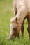 Little palomino baby foal