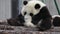 Little Panda Cub is Chilling Out , China