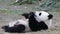 Little Panda Cub is Chilling Out , China