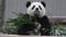 Little Panda Cub is Learning to Eat Bamboo Leaves