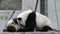 Little Panda Cubs enjoy Playing together , China