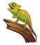 Little Panther Chameleon Cartoon Animal Illustration