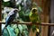 An Little Parakeet Bird