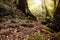 Little path in Australian rain forest