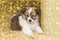 Little Pembroke Welsh Corgi puppy with bokeh overlay on background. Valentine`s day hearts