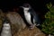 Little Penguin - Eudyptula minor - in maori korora, nocturnal returning to the coast to feed chicks in nests, Oamarau, New Zealand