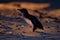 Little Penguin - Eudyptula minor - in maori korora, nocturnal returning to the coast to feed chicks in nests, Oamarau, New Zealand