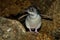 Little Penguin - Eudyptula minor - in maori korora, nocturnal returning to the coast to feed chicks in nests, Oamarau, New Zealand