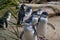 Little Penguins Marching