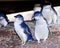 Little penguins on Phillip Island