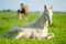 Little perlino akhal-teke foal laying on a pasture