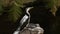 Little pied cormorant bird - Microcarbo melanoleucos