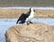 Little pied cormorant bird perched on a rock near a body of water