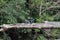 Little Pied Cormorant bird sitting on tree log with its wings spread