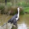 Little Pied Cormorant, Microcarbo melanoleucos