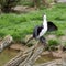 Little Pied Cormorant, Microcarbo melanoleucos