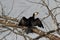 Little pied cormorant (Microcarbo melanoleucos)