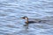 Little Pied Cormorant (Microcarbo melanoleucos)