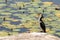 Little Pied Cormorant, Microcarbo melanoleucos, sitting on a rock in front of water lily pond